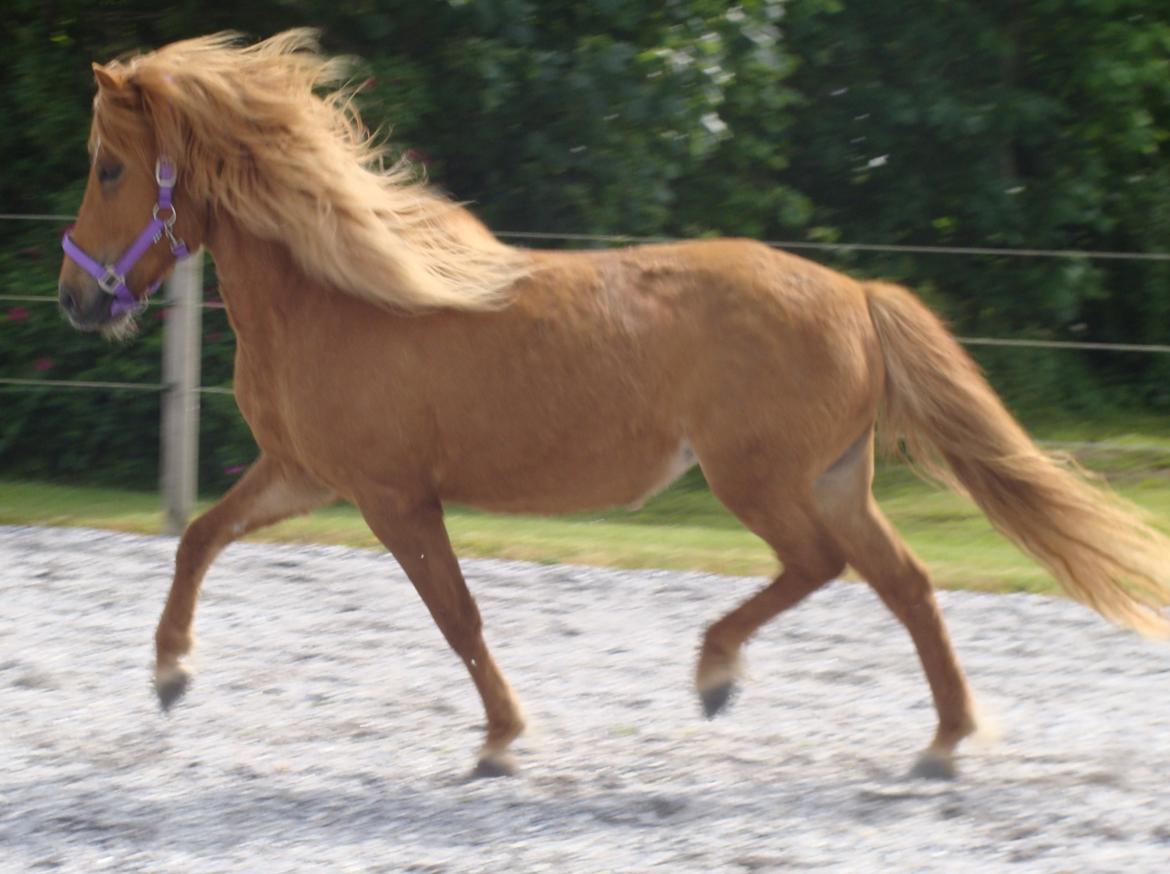 Islænder Katla fra Jannerup billede 5