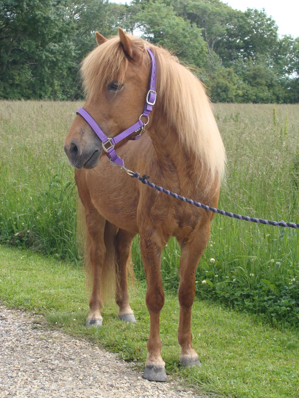Islænder Katla fra Jannerup billede 18