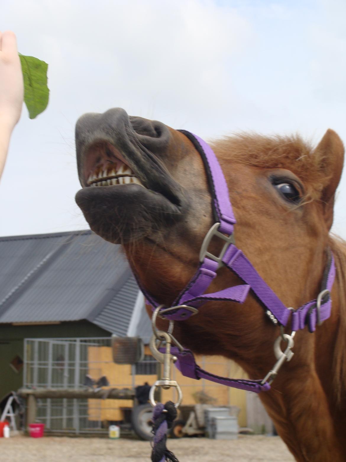 Islænder Katla fra Jannerup billede 8