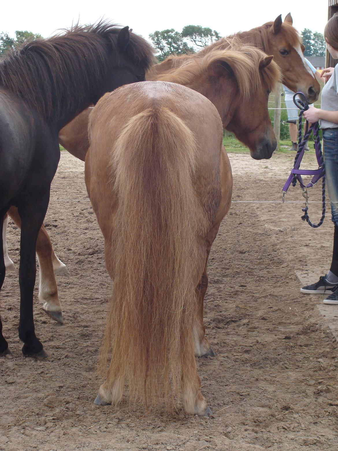Islænder Katla fra Jannerup billede 22