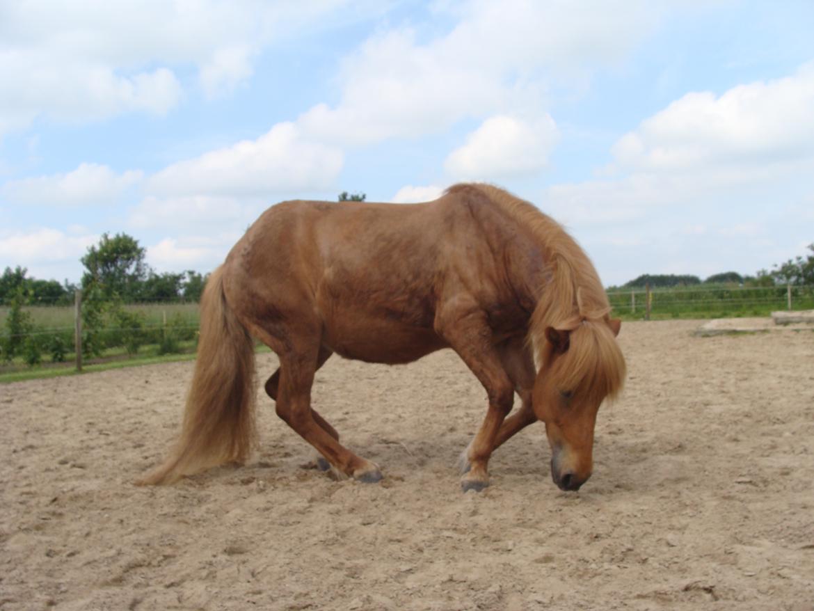 Islænder Katla fra Jannerup billede 20