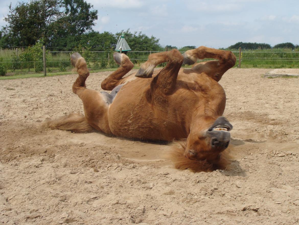 Islænder Katla fra Jannerup billede 11