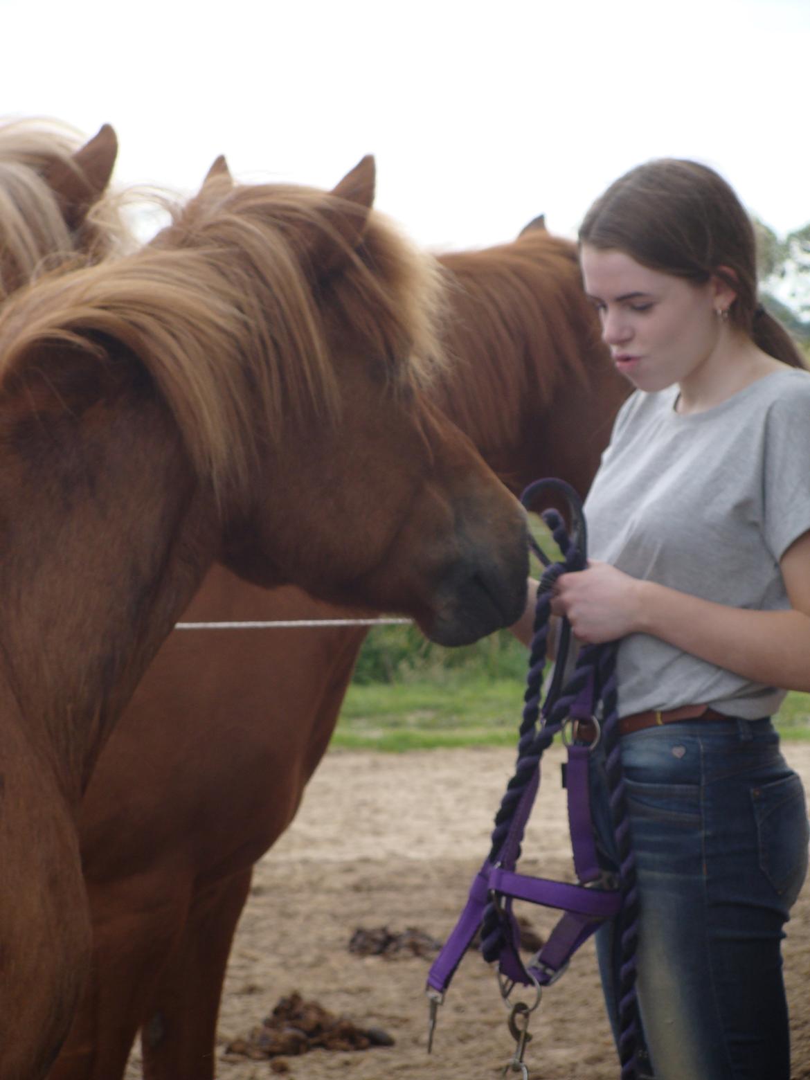 Islænder Katla fra Jannerup billede 19