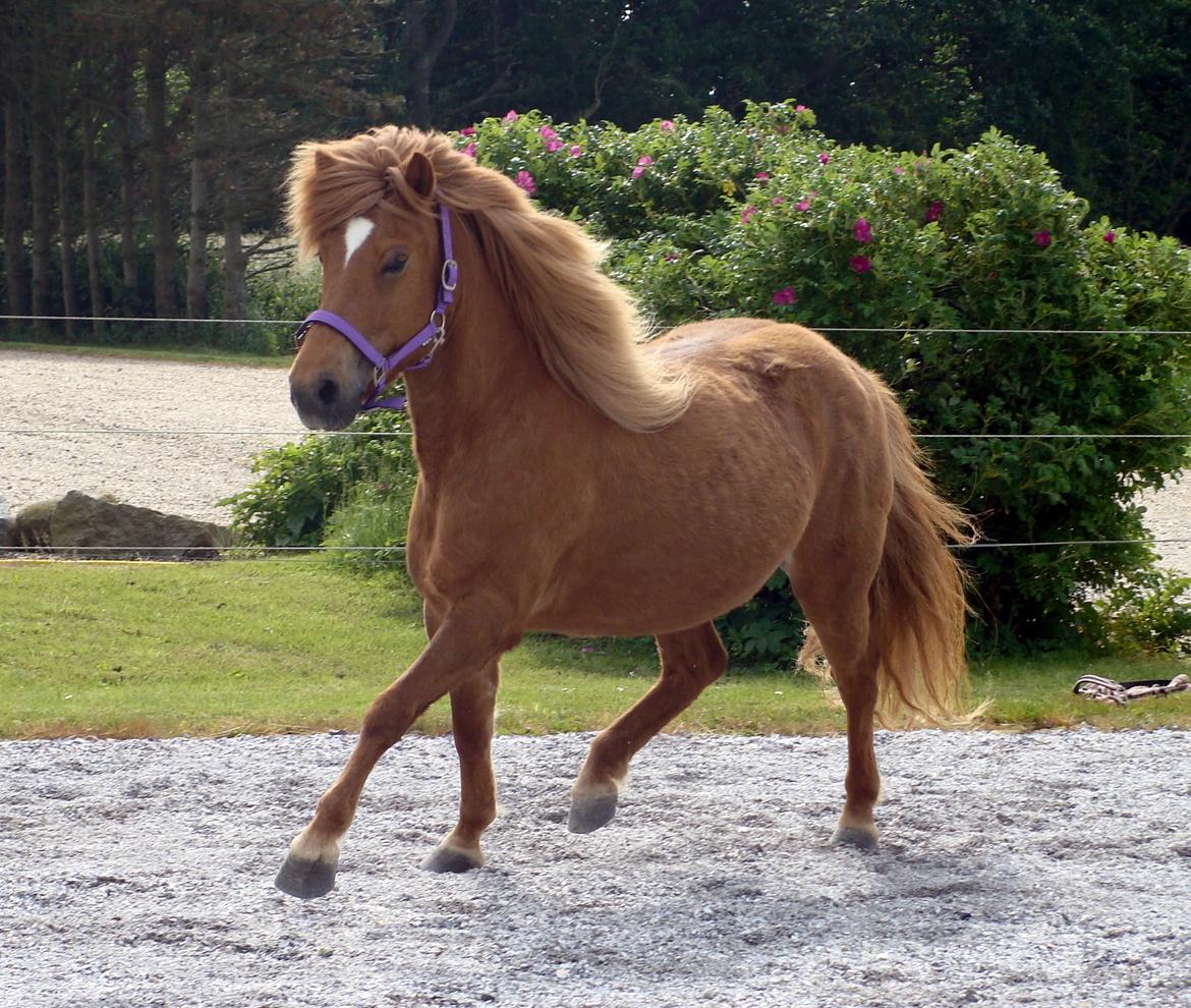 Islænder Katla fra Jannerup billede 21