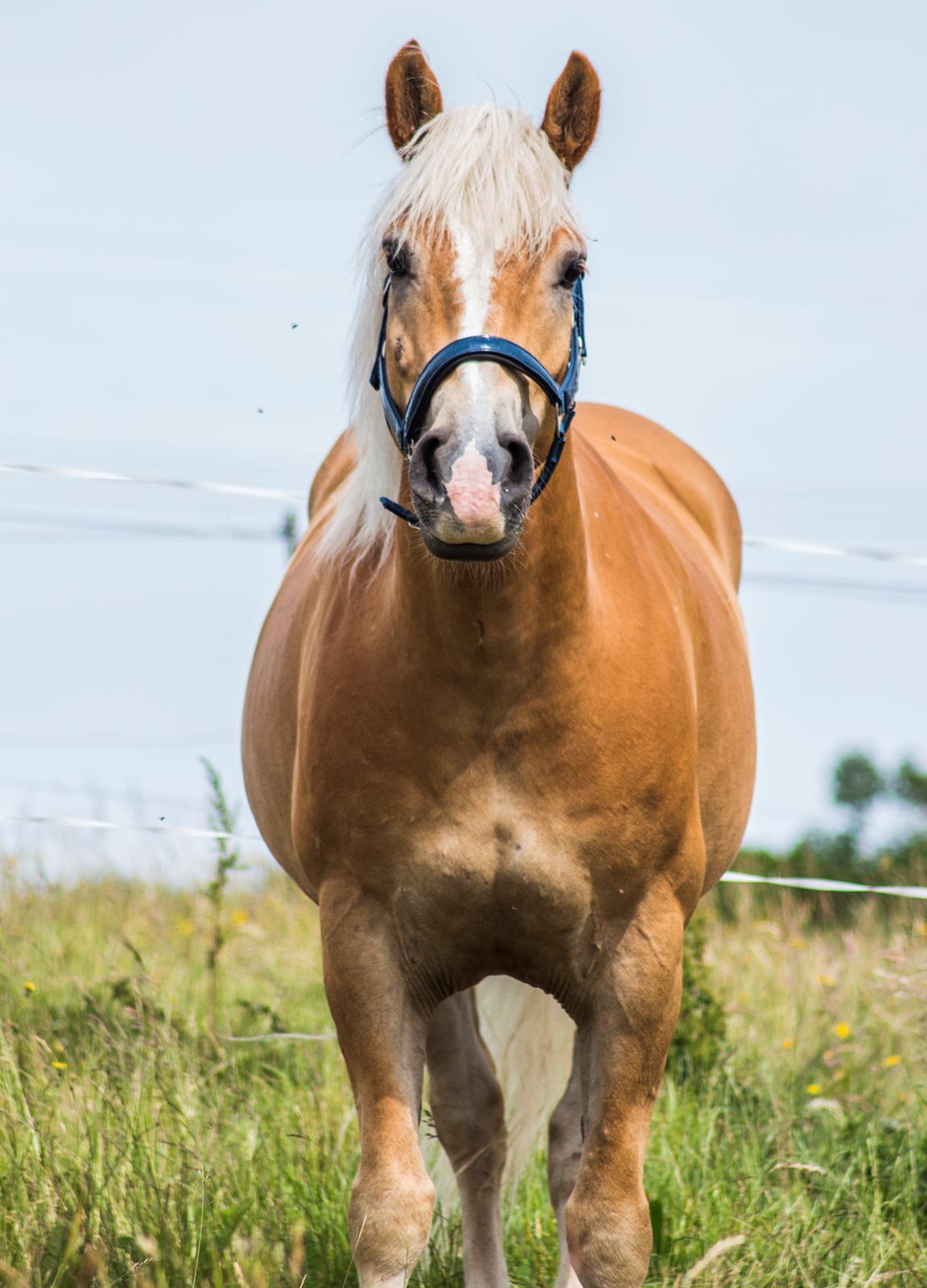 Haflinger BAILEY - 15.06.17 billede 4