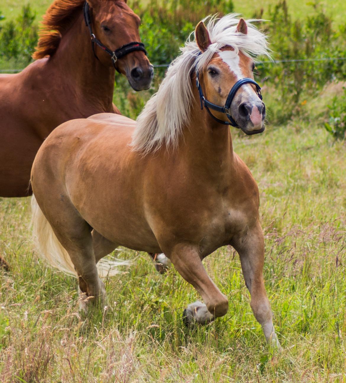 Haflinger BAILEY - 15.06.17 billede 8