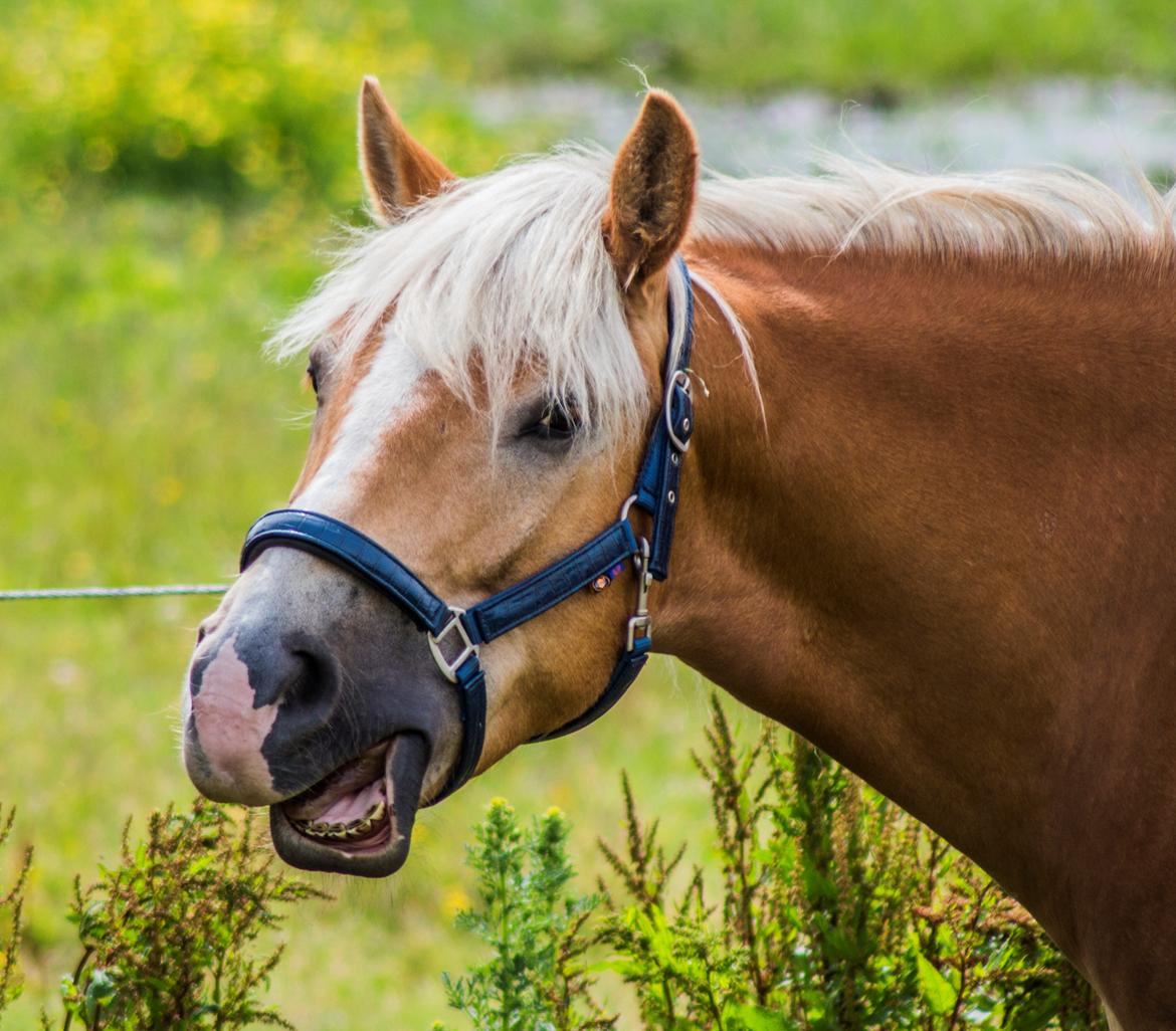 Haflinger BAILEY - 15.06.17 billede 13