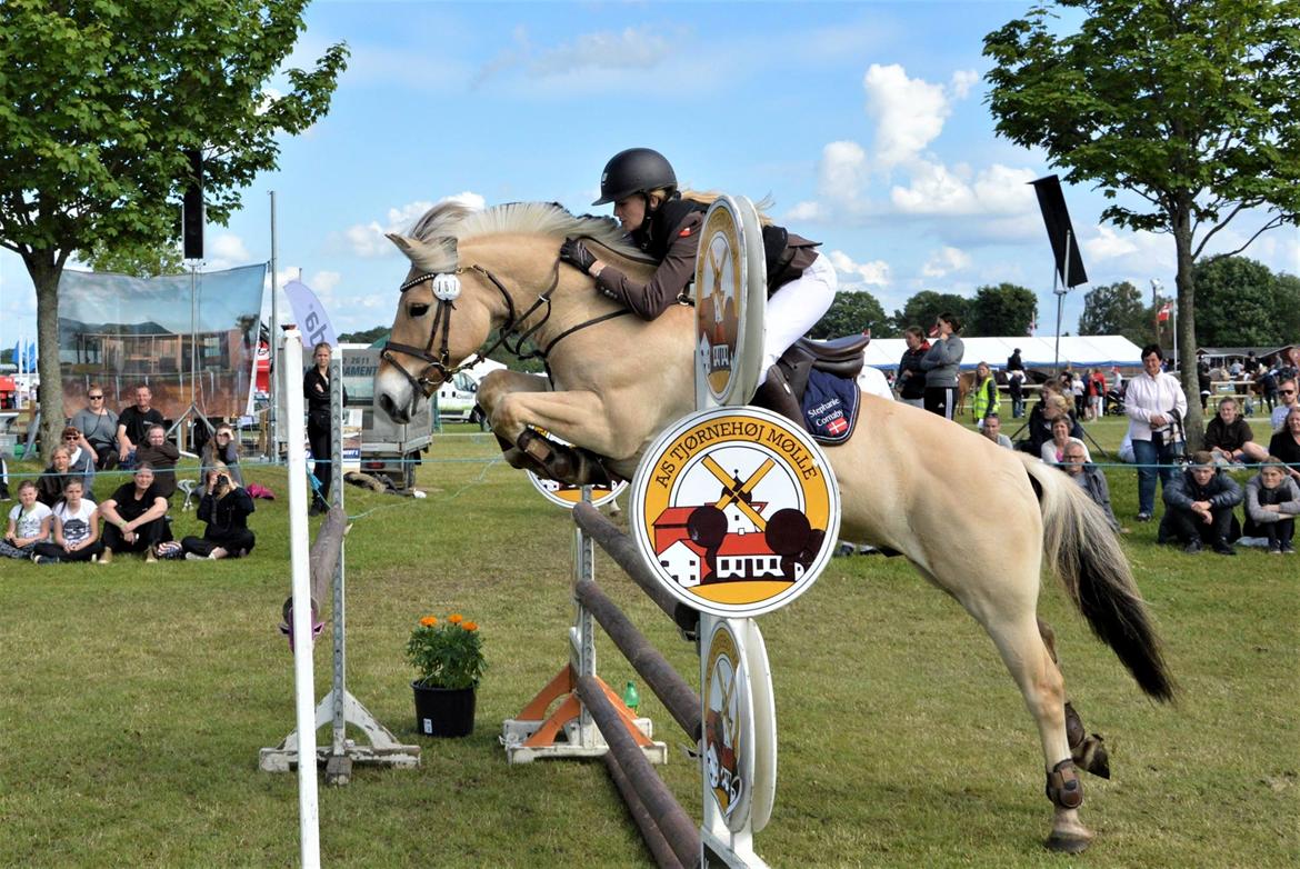 Fjordhest Merkur Skovå - Dyrskue 2017 billede 11