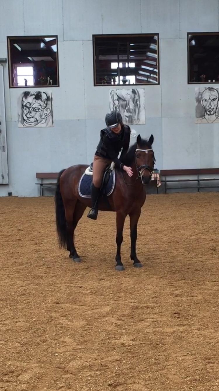 New Forest Spangsbo's Starlight billede 8