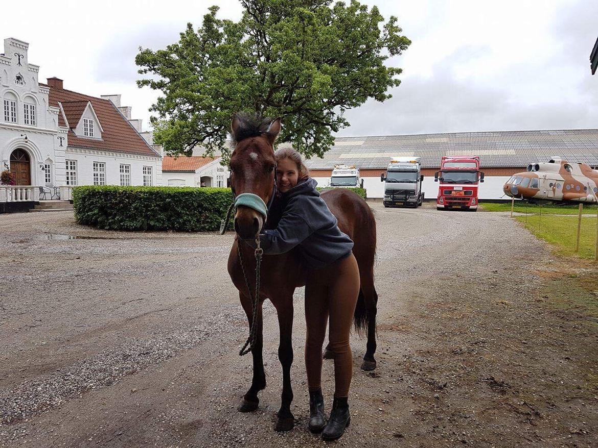 New Forest Spangsbo's Starlight billede 5