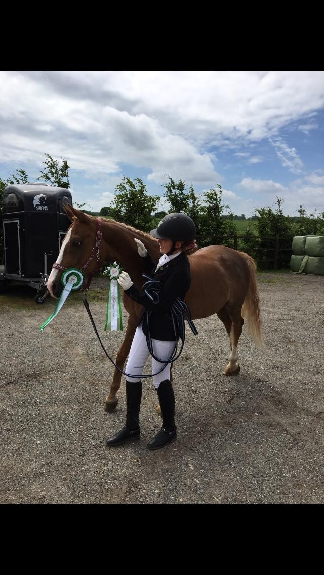 Welsh Partbred (Sec F) Madonna - Madonna samlet 3. plads, til Kolding cup 2017 billede 3