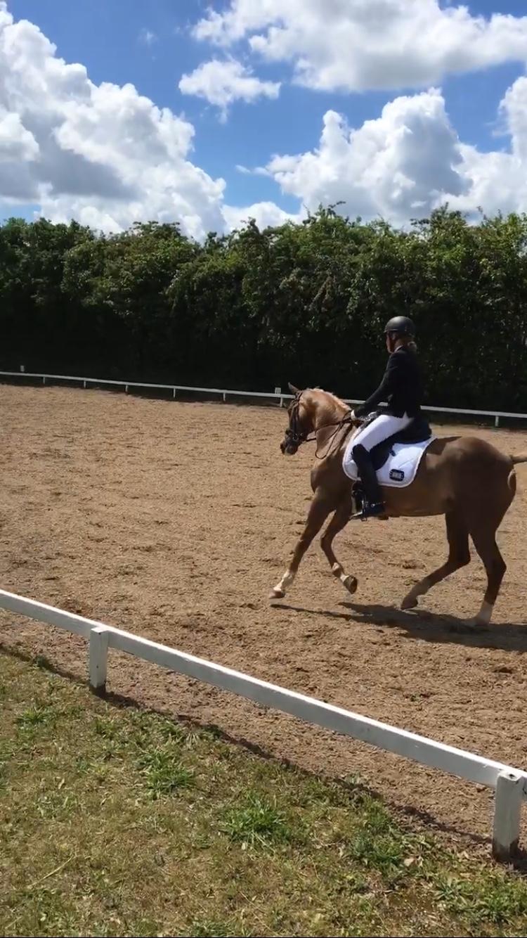 Welsh Partbred (Sec F) Madonna billede 30