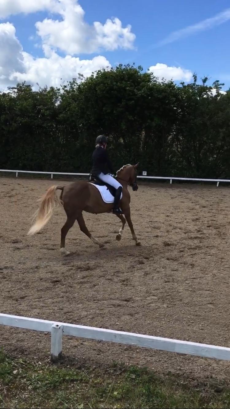 Welsh Partbred (Sec F) Madonna billede 25