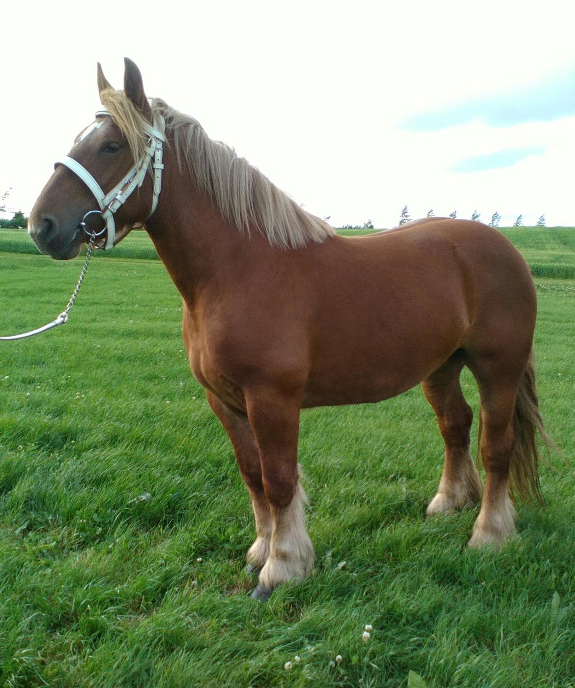 Jyde Katrine billede 23