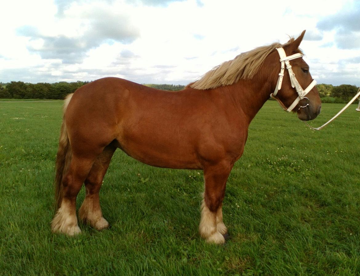 Jyde Katrine billede 24