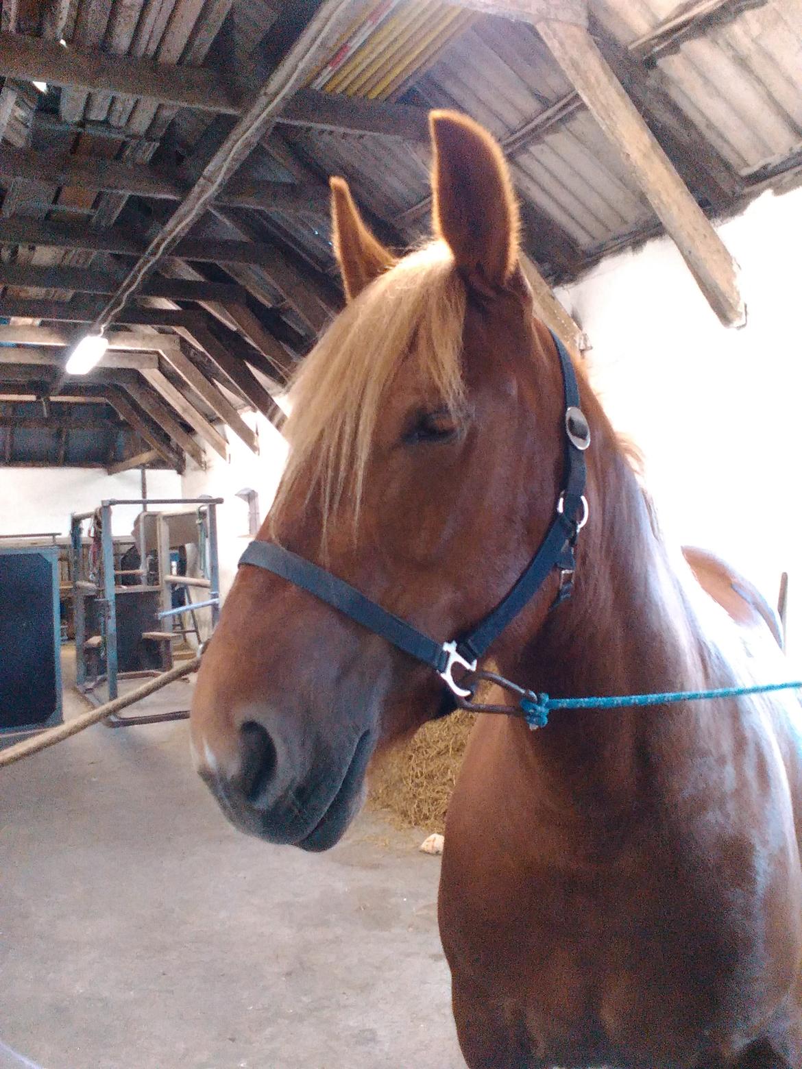 Jyde Katrine billede 25