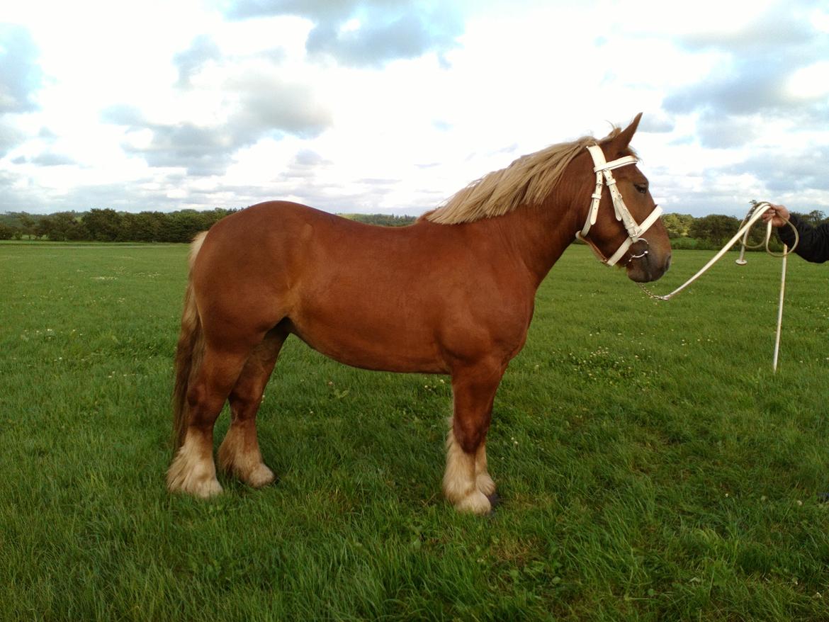 Jyde Katrine billede 26