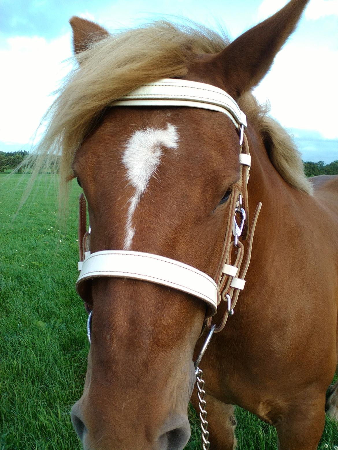 Jyde Katrine billede 27