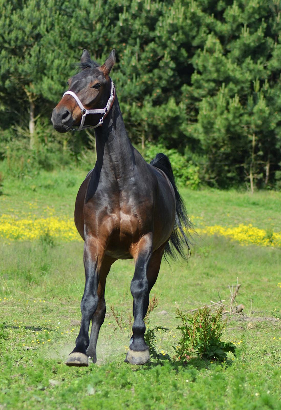 Anden særlig race Nyskovens silas af skovsøgård billede 5