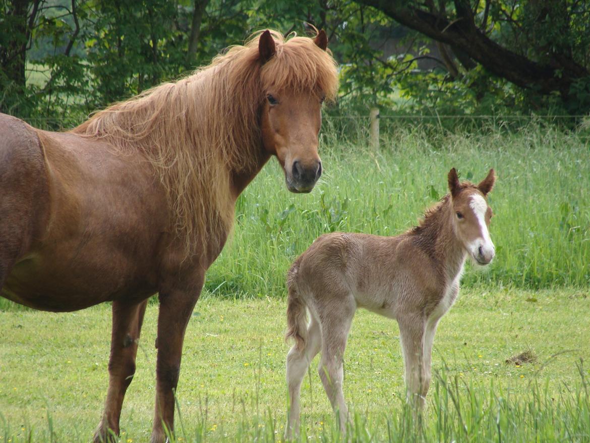 Islænder Garri fra Østervang billede 14