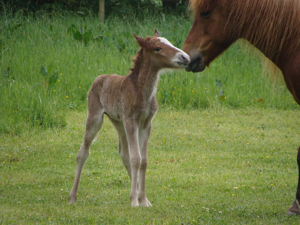 Islænder Garri fra Østervang billede 17