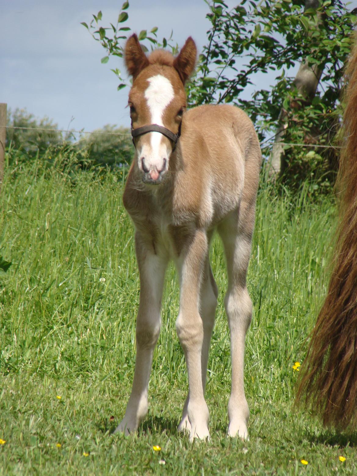 Islænder Garri fra Østervang billede 19