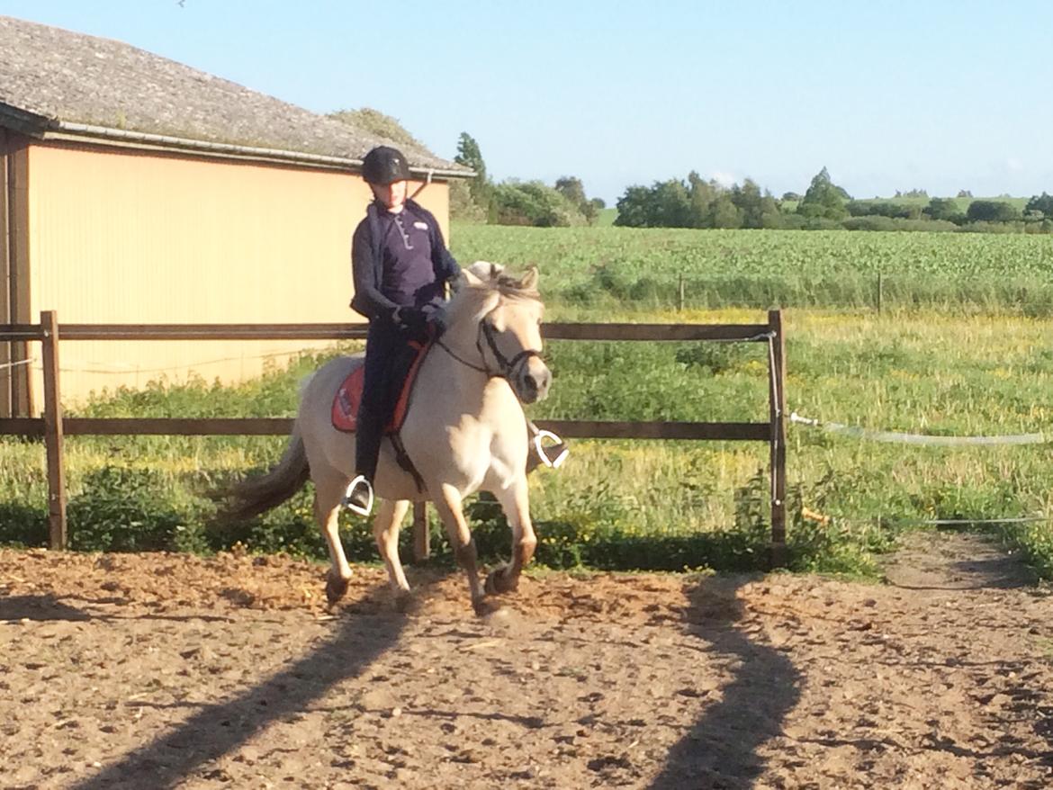 Fjordhest Bettegaards Fie billede 10
