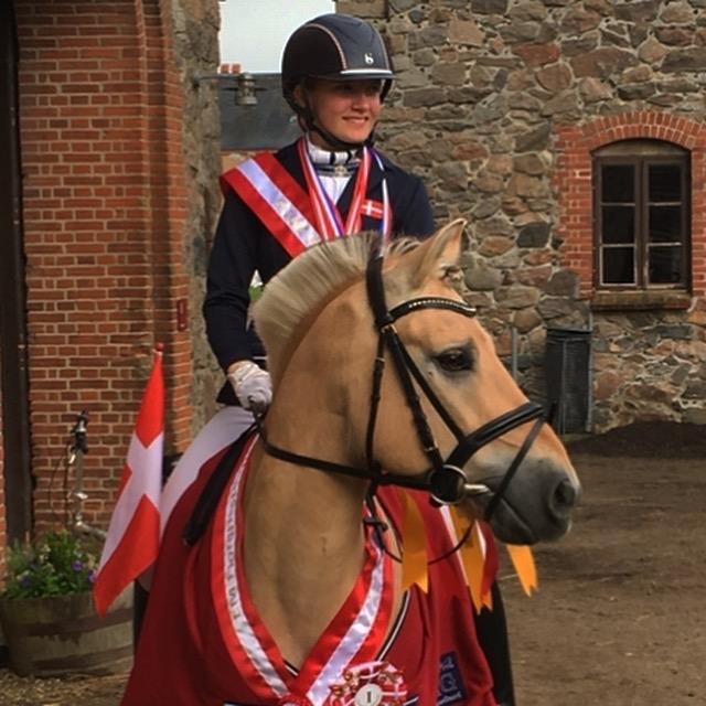 Fjordhest Håkon EM-, NM- og DM-mester samt B-pony  - Europamester 2017 juniordressur og mix-hold billede 1