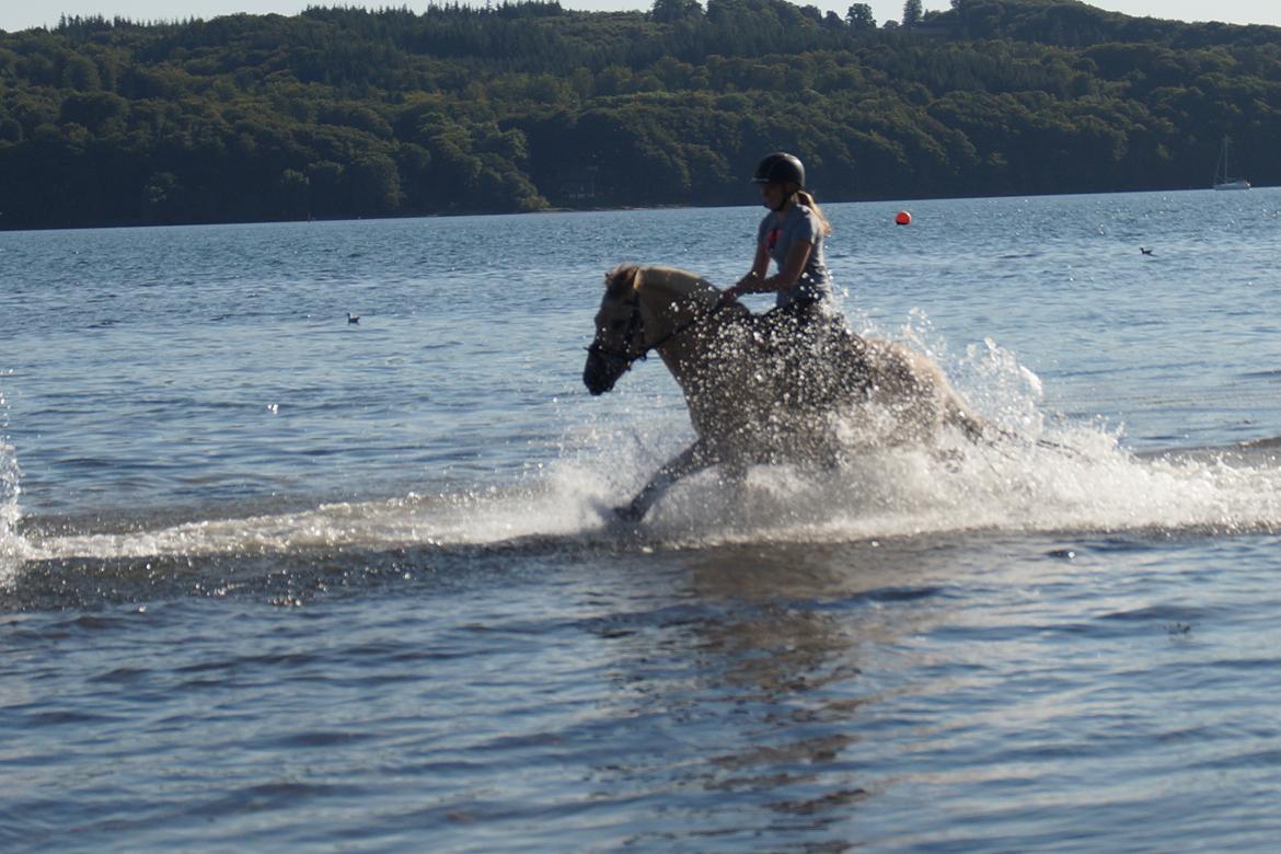 Fjordhest Håkon EM-, NM- og DM-mester samt B-pony  - Håkon og jeg ude at bade ved Tirsbæk Strand billede 5