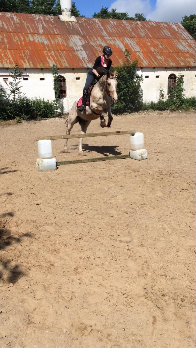 Anden særlig race Sofus billede 16