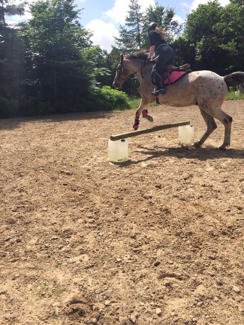 Anden særlig race Sofus billede 17