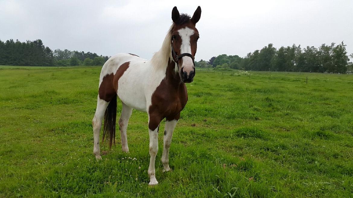 Pinto HEDENS NANGIJALA billede 17