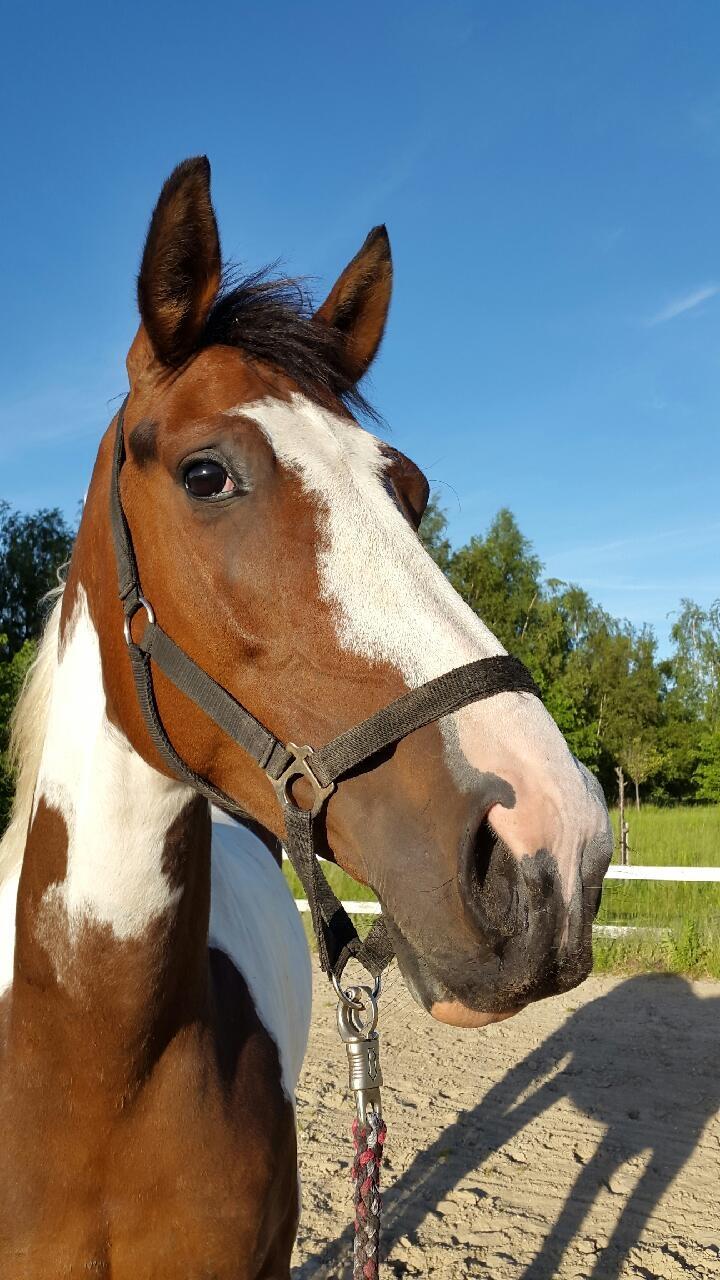 Pinto HEDENS NANGIJALA billede 18