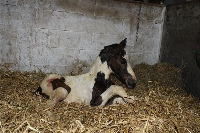 Pinto HEDENS NANGIJALA billede 1