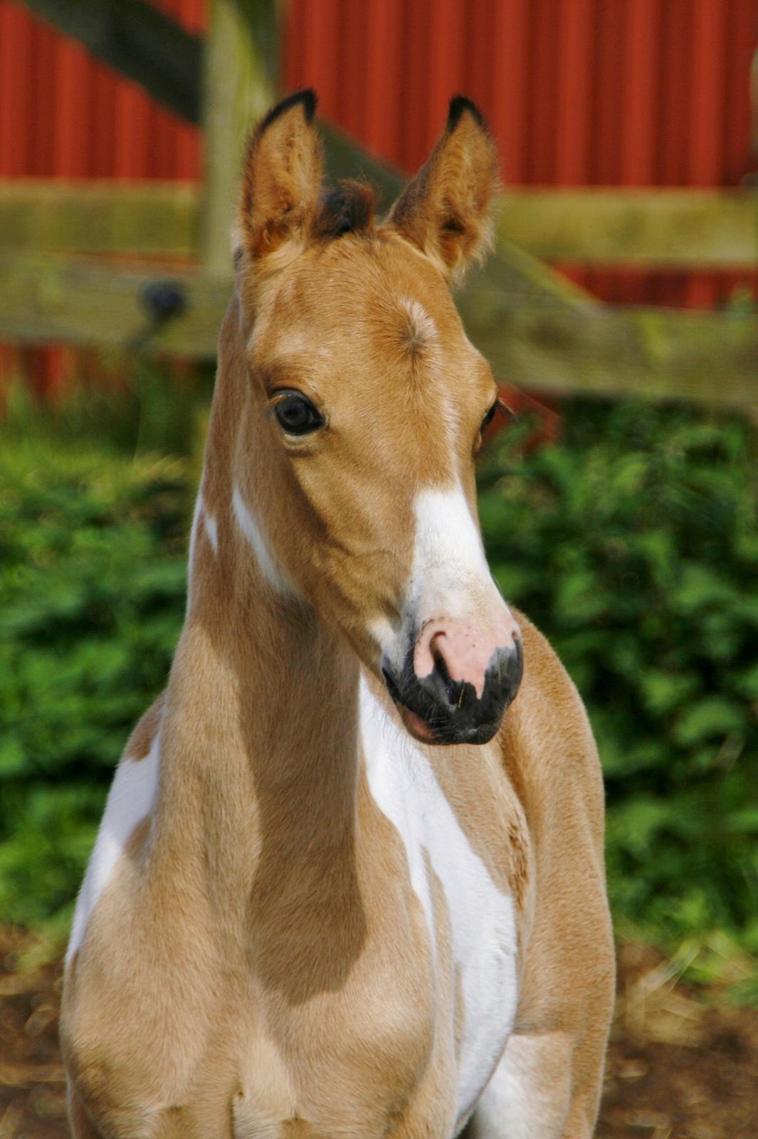 Tennessee Walker | Pride'n'Justice - 1½ måned gammel billede 4