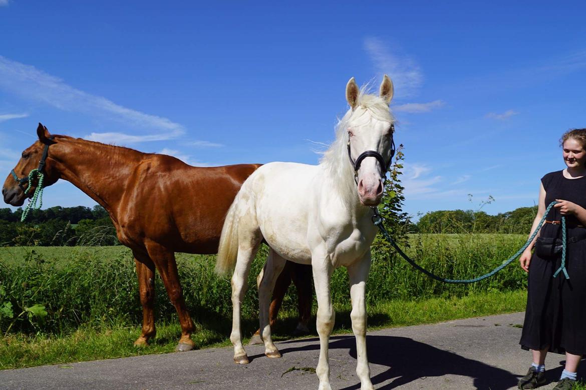 Anden særlig race Dyrekjærs Amazing Damian (solgt) - Juni 17 billede 5
