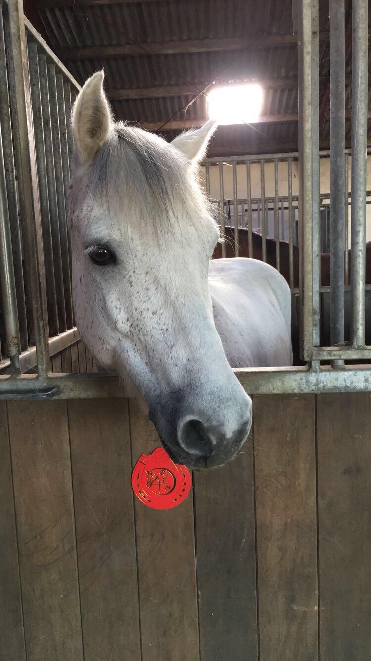 Connemara Asasara Hugin billede 14