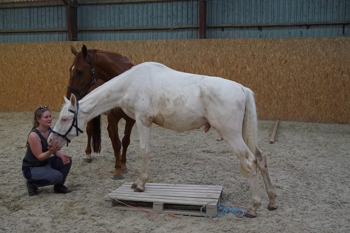 Anden særlig race Dyrekjærs Amazing Damian (solgt) - Juni 17 - Lidt miljøtræning billede 11