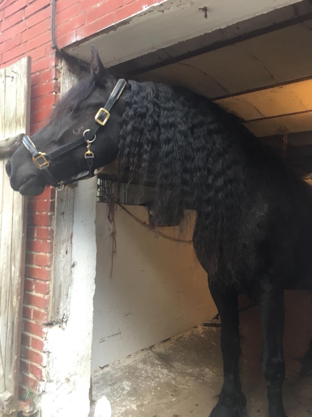 Frieser Rex (Part) billede 10