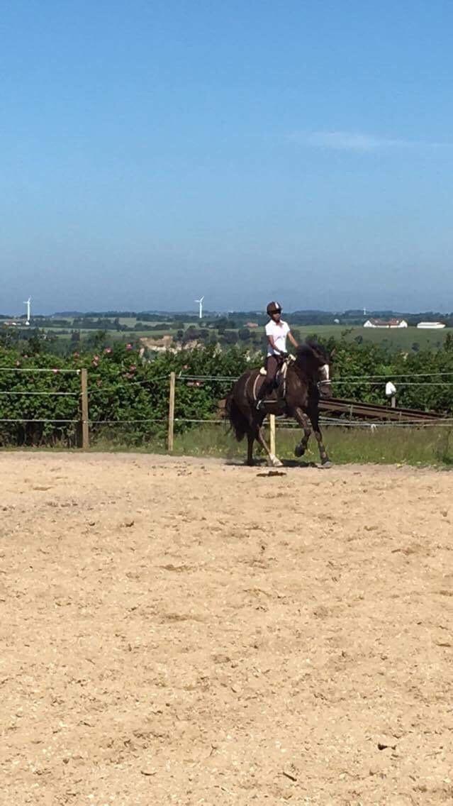 New Forest Elmholts Filicia - Galop ♥ billede 11