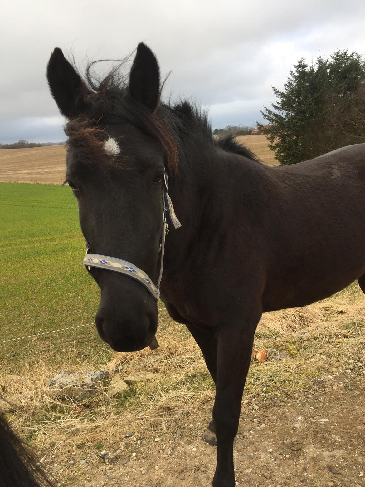 Anden særlig race Lille Lonni billede 1