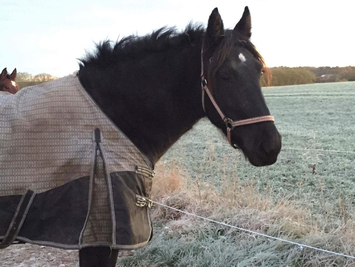 Anden særlig race Lille Lonni billede 3