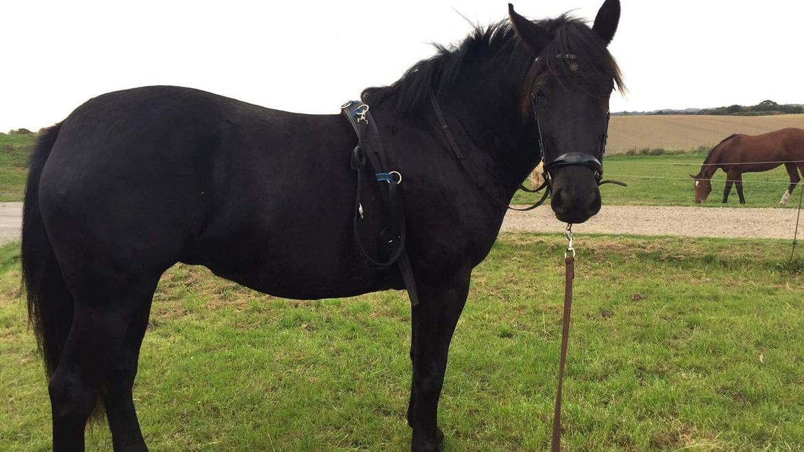 Anden særlig race Lille Lonni billede 4