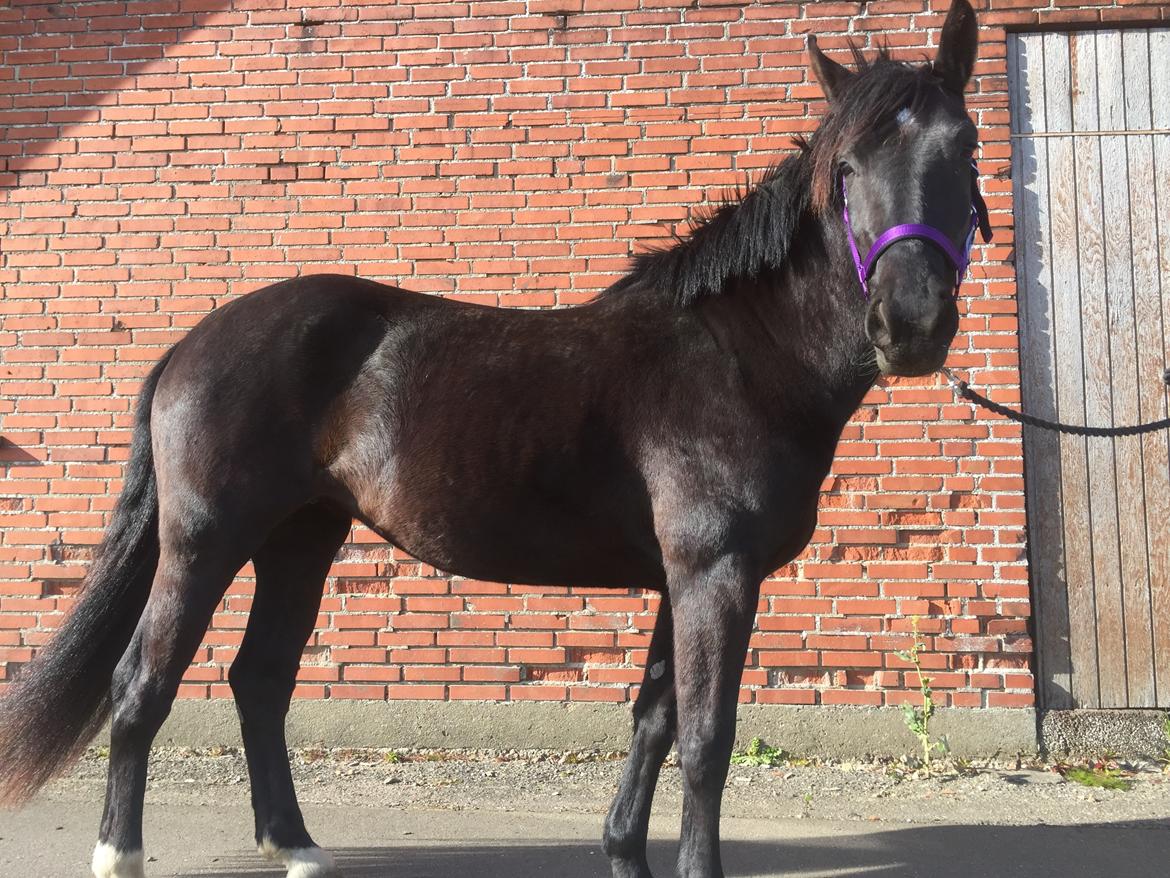 Anden særlig race Lille Lonni billede 5