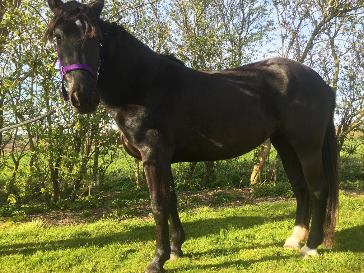 Anden særlig race Lille Lonni billede 6