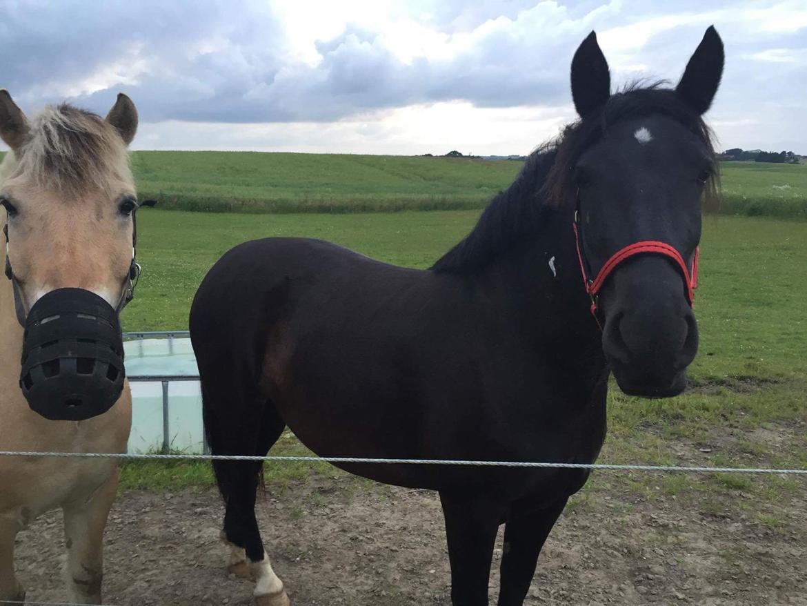 Anden særlig race Lille Lonni billede 7