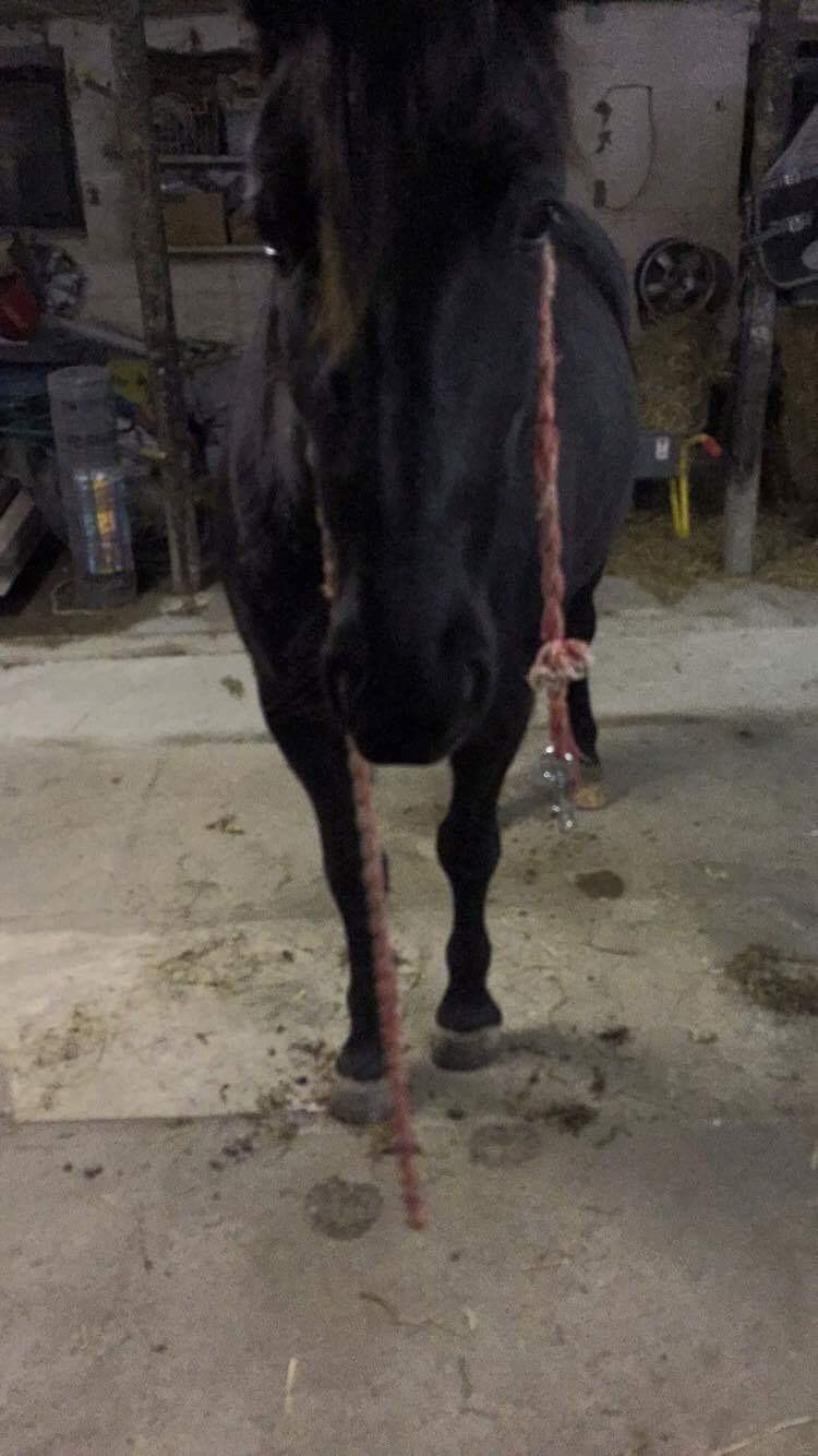 Anden særlig race Lille Lonni billede 8