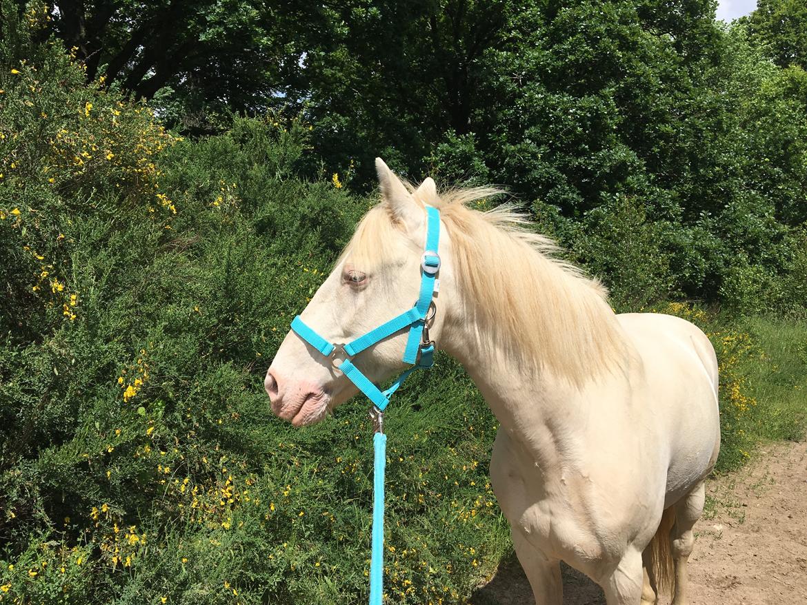 Irsk Sportspony WheellaGover Palmo men bliver kaldt Creamy  billede 8