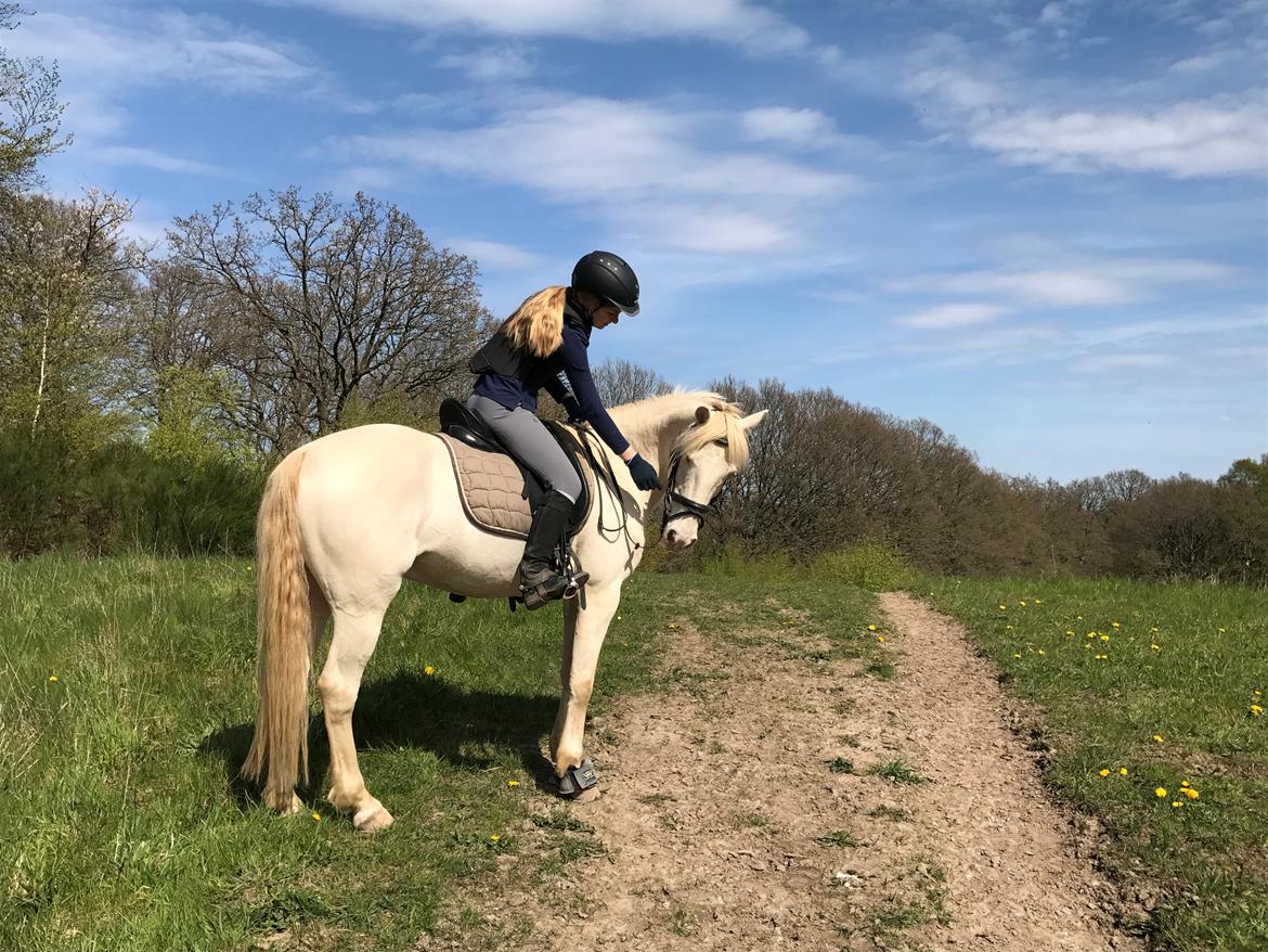 Irsk Sportspony WheellaGover Palmo men bliver kaldt Creamy  billede 9