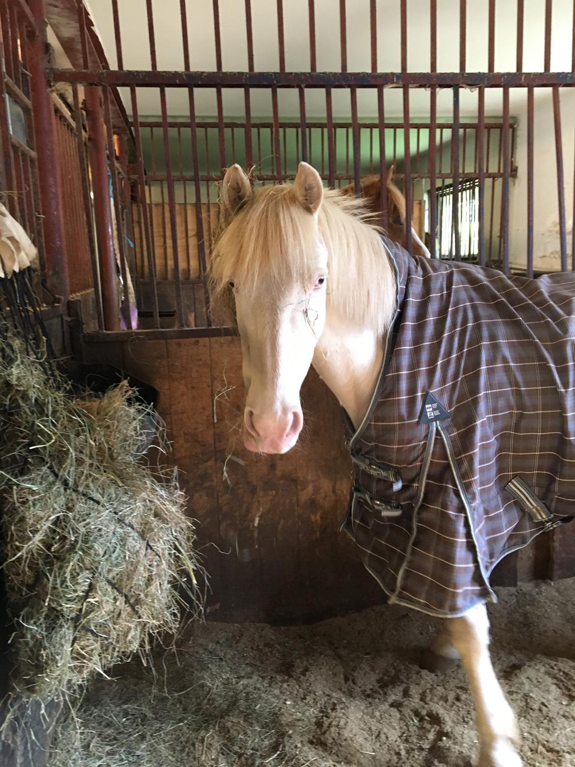 Irsk Sportspony WheellaGover Palmo men bliver kaldt Creamy  billede 10